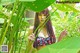 TGOD 2015-11-23: Model Cheryl (青树) (45 photos)